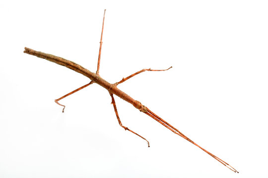 Medauroidea extradentata