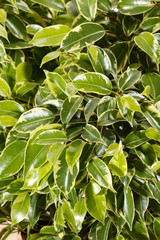 Green ficus tree