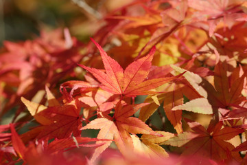 真っ赤なカエデ