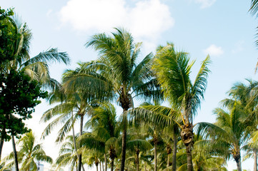 Fototapeta premium Palms trees on the beach during bright day