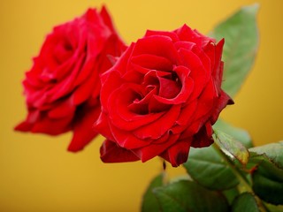 Red roses towards gold