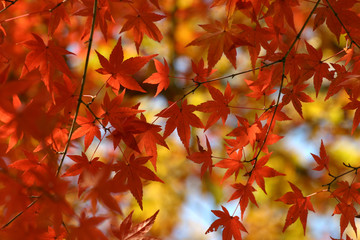 赤く染まったカエデ