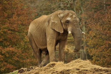 Fototapeta premium Elephant mâle qui mange