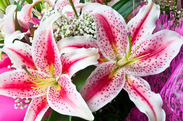 Lily flowers