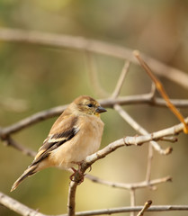 American Goldfinch, Carduelis tristis