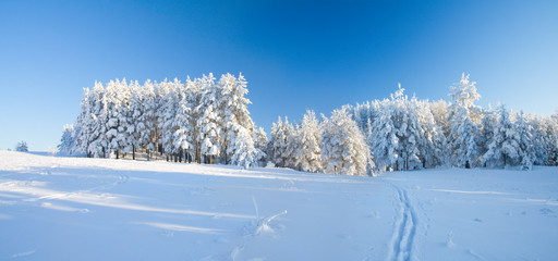 Winter park in snow