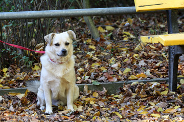 Ausgesetzer Hund