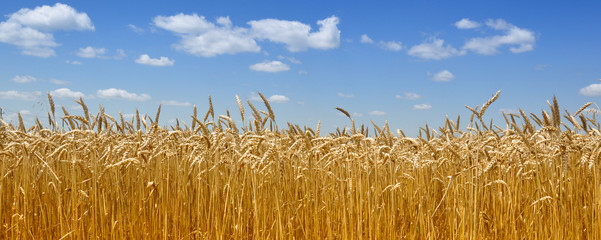 Gold wheat field - obrazy, fototapety, plakaty
