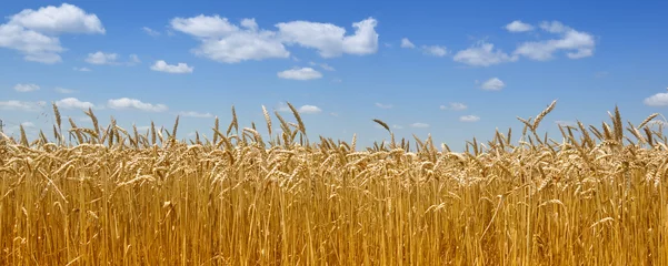 Plexiglas foto achterwand Gold wheat field © carpathian