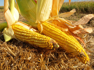 corn and straw © Željko Radojko