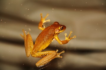 Cubanischer Baumfrosch