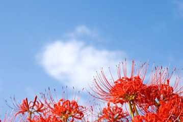 マンジュシャゲの花と空
