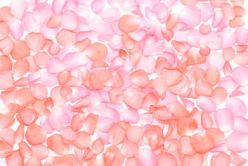 Fototapeta premium バラの花びら