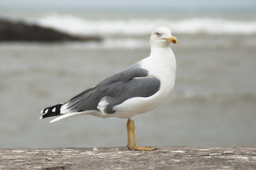 Silbermöwe (Larus argentatus)