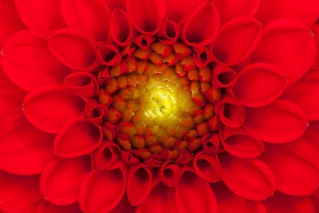 Rolgordijnen Rode Dahlia bloem close-up © RTimages