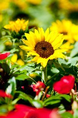 Yellow sunflowers on the bright summer day