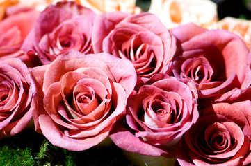 Close up of the many colorful roses