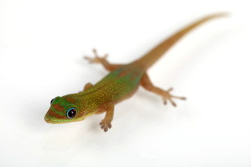 Goldstaub Taggecko