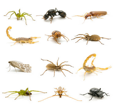 insect collection