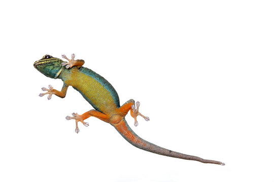 lygodactylus williamsi