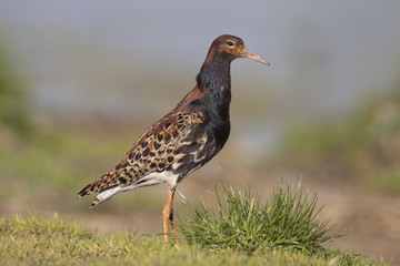 Ruff , Philomachus pugnax