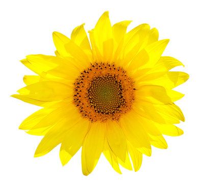 Isolated Single Sunflower On White