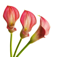 pink callas