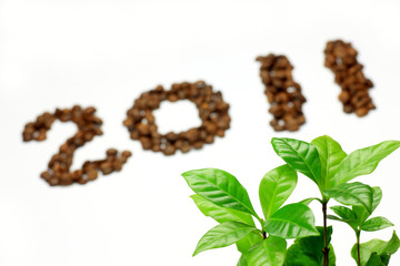 coffee tree and coffee beans
