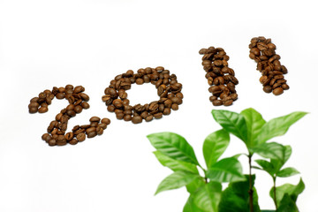 coffee beans and coffee tree