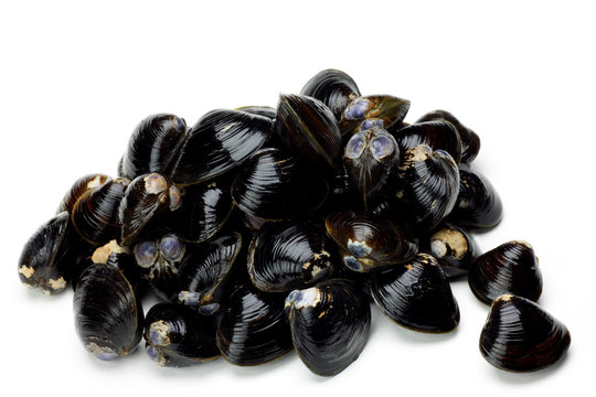 corbicula