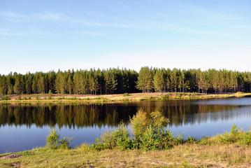 Fototapeta na wymiar Młody las sosnowy na brzegu małego jeziora