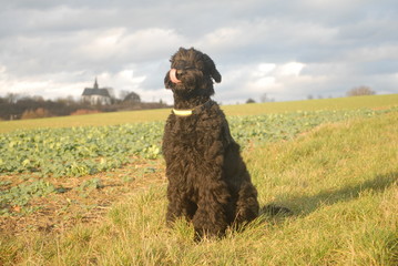 Russian Black Terrier Slurp