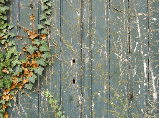 ivy growing over an old green wooden door