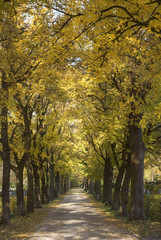 Tree Lined Country Road