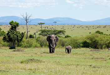 Obraz premium Elephants on the Masai Mara
