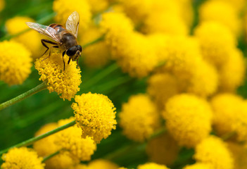 Bee on a little yellow flower