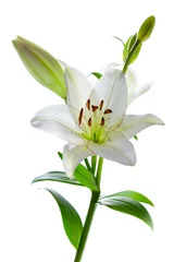 Foto op Plexiglas Beautiful lily flowers, isolated on white © MartiniDry