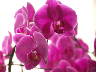purple orchis against light