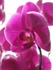 Fototapeta na wymiar purple orchis against light