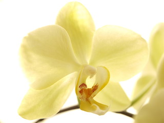 Fototapeta na wymiar cream orchis against light