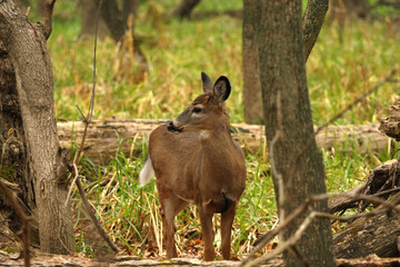 White-tailed Deer
