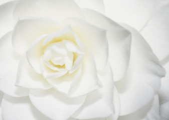 white rose