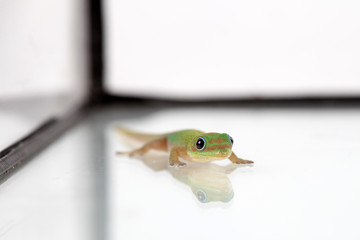 Alleine im Terrarium