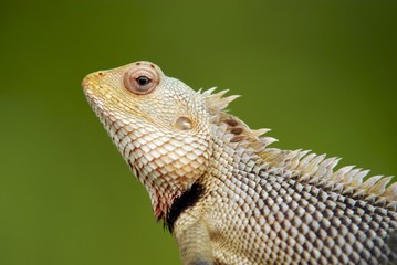 Caméléon