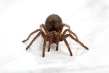 Vogelspinne von vorne