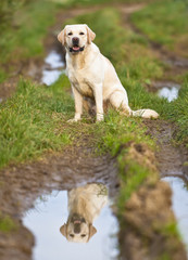 labrador