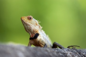 caméléon