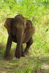 Obraz premium Eléphant qui charge