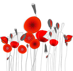 Vector beautiful poppies illustration