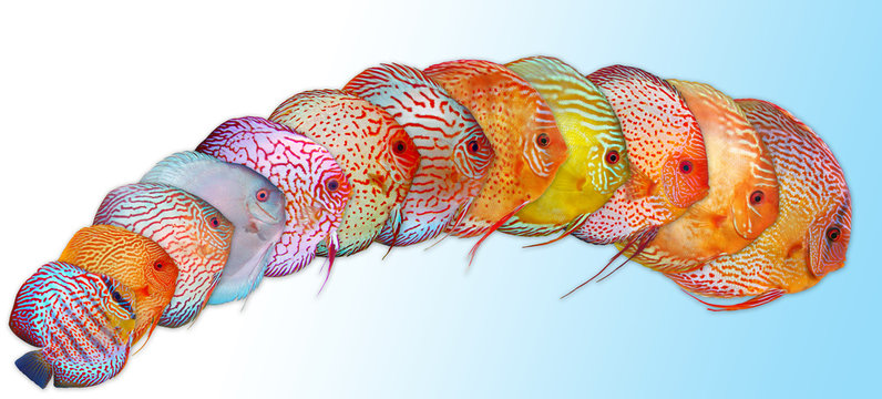 Discus Symphysodon pesce tropicale